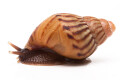 Lissachatina zanzibarica typ 2 juvenil